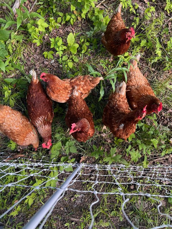 Chicken flock at AI Sustainable Foods free-range pasture
